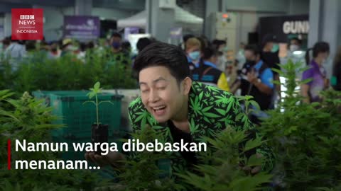 Legalisasi Ganja Thailand: 'Ini adalah kemenangan besar bagi para pemadat' - BBC News Indonesia