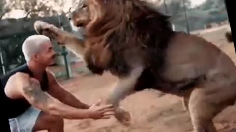 lion play with trainer☄️animals🦋4k 🥢funny video🔻memes#shorts #viral #trending #short #youtubeshorts✨