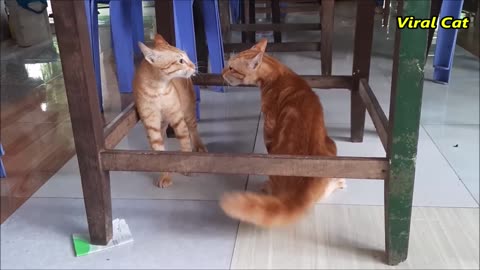 Cats Fighting and Meowing - These Two are Brothers | Viral Cats