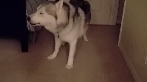 Late night husky shenanigans