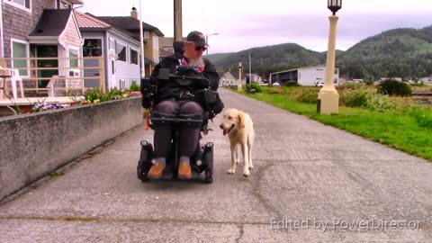 Unbelievable Dog Training! Golden Retrievers make Amazing Service Dogs