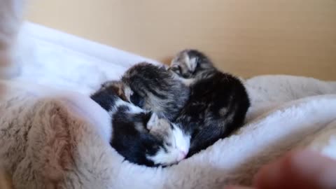 Mother cat sleeps surrounded by baby kittens