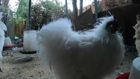 Backyard Chickens Relaxing Coop Video Sounds Noises Hens Clucking Roosters Crowing!