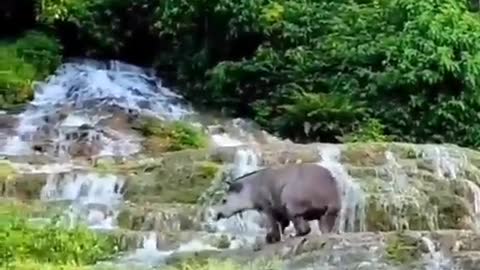 A serenidade de quem caminha pelo paraíso. 🐾🌱🌳 🎥: @