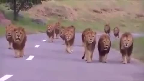 The Lion Army