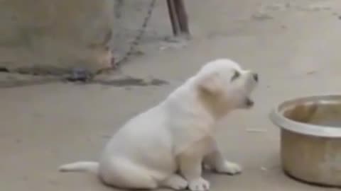 Little cap is revenge for dog funny video #funny #virul