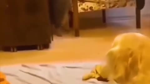 Funny cute mouse viral video 🥰😆 #viral #animal #mouse