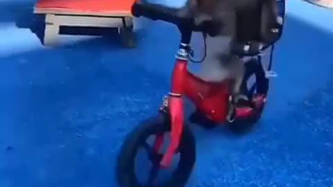 Monkey on bicycle funny 😄😃🤣😂