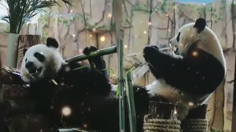 The giant panda