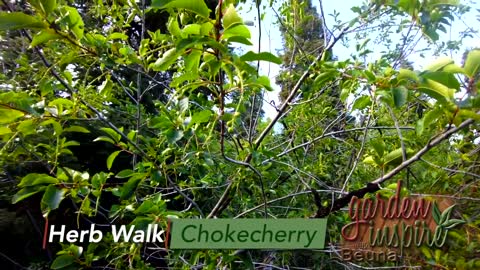 Chokecherry