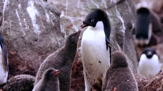 How krill fishery threatens Antarctic wildlife