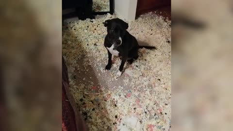 Dog Has A Styrofoam Party