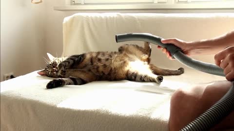 Bobo Cat Really Loves Being Vacuumed