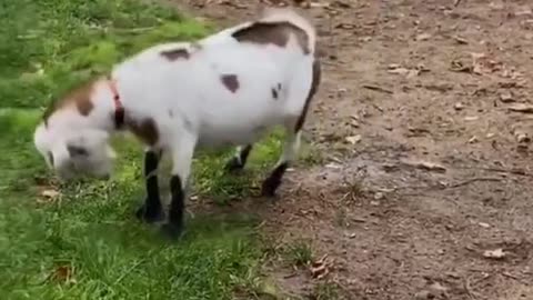 Cute and funny sheep must watch 🤣