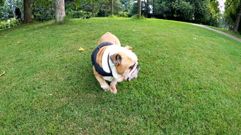 Video of Dog Rolling on the Grass