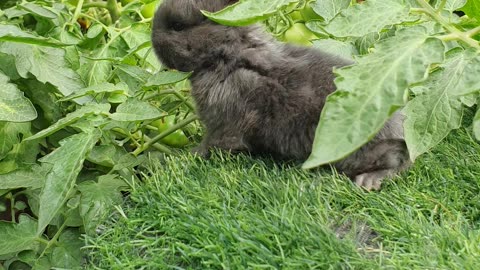 Holland Lop Bunny