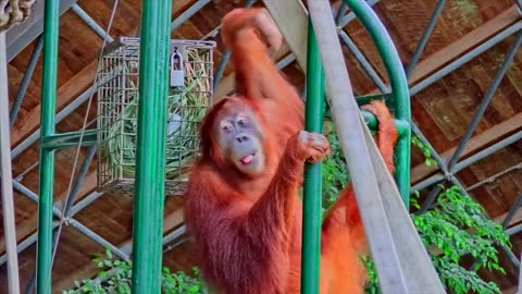 Sumatran Orangutans at The Toronto Zoo