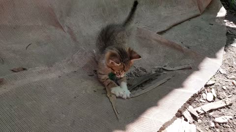 Kitten playing with a ball of fur