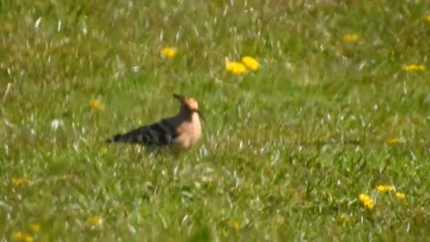 Hoopoe - Drayton Bassett