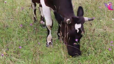 COW VIDEO 🐮🐄 COWS MOOING AND GRAZING IN A FIELD 🐄🐮