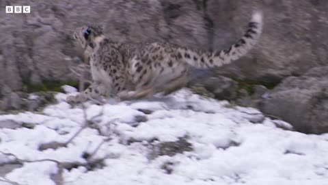 Incredible Snow Leopard Hunting Technique | Snow Leopard: Beyond the Myth | BBC Earth