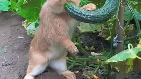 Cute baby rabbit 🐇🐰🤣