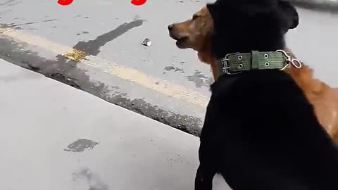 Street dog fighting on Road