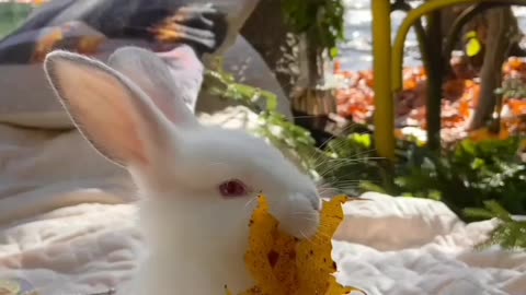 "Adorable Rabbit Munching on Fresh Green Leaves 🐰🌿"