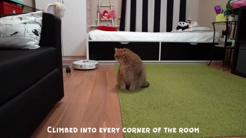 Hosico met a robot vacuum cleaner