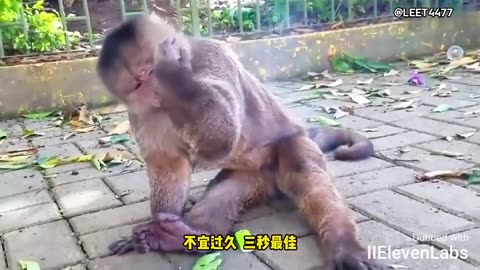 Animal World Funny English Voiceover Monkey plays with a lighter, nearly sets itself on fire!