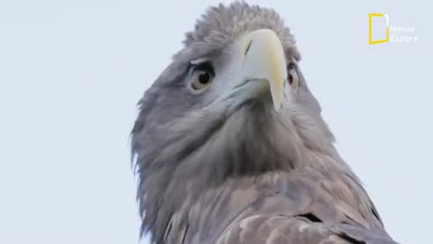 The Rebirth of the Eagle Inspiring Story | Change for Survival