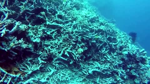 Pristine coral reef found off Tahiti