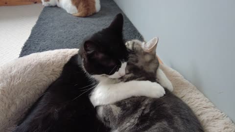 Cat Lovingly Hugs & Grooms Other Cat