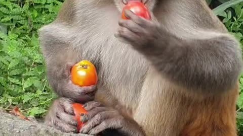 Funny monkey video clips