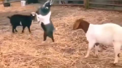 Funny Animal Video