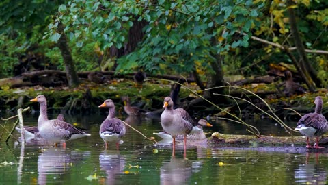 Feathered Friends: Exploring the Beauty of Birds