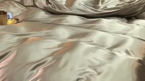 Codi Ziggy Pink / Rose Gold Comforter Set