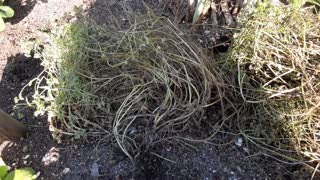 Lambs Lettuce (Field Lettuce) Seed Harvest