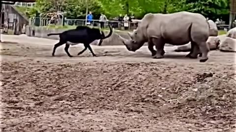 Rhino vs goat the great