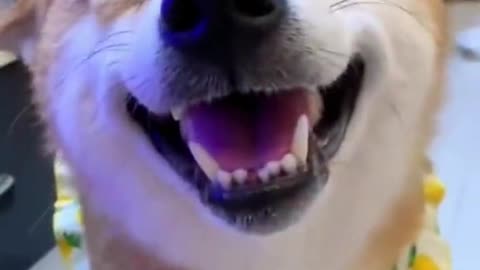 Funny dog