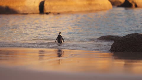 Cute penguin walking | cute animals