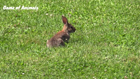 4K video Introducing the newest addition to our bunny family - meet the adorable rabbit baby! 🐰🍼