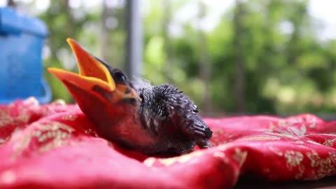 DISTRIBUTE FOOD TO CUTE BABY BIRDS VIDEO !!!!