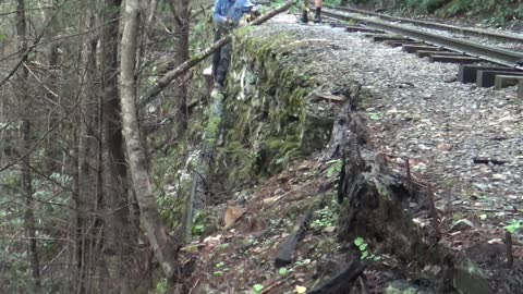 Cutting A Tree Growing Out Of A Retaining Wall