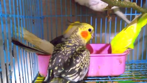 Cockatiel parrot and Australian parrot fighting video 📷❣️