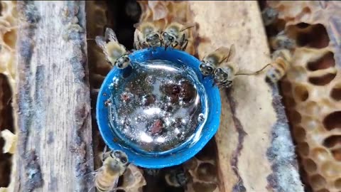 Honey bee feeding behavior