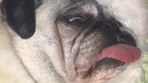 Pug roncador duerme con los ojos abiertos y la lengua afuera