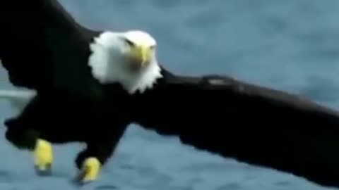 Eagle catches Fish 🐠🐋🐟💧🦅