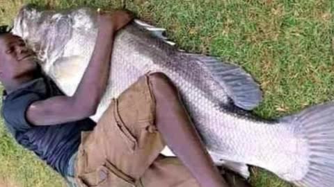 Amazing Catch, Great Fish from the great River NIle