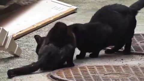 rescue of a cat that was entangled in iron until it almost broke its waist